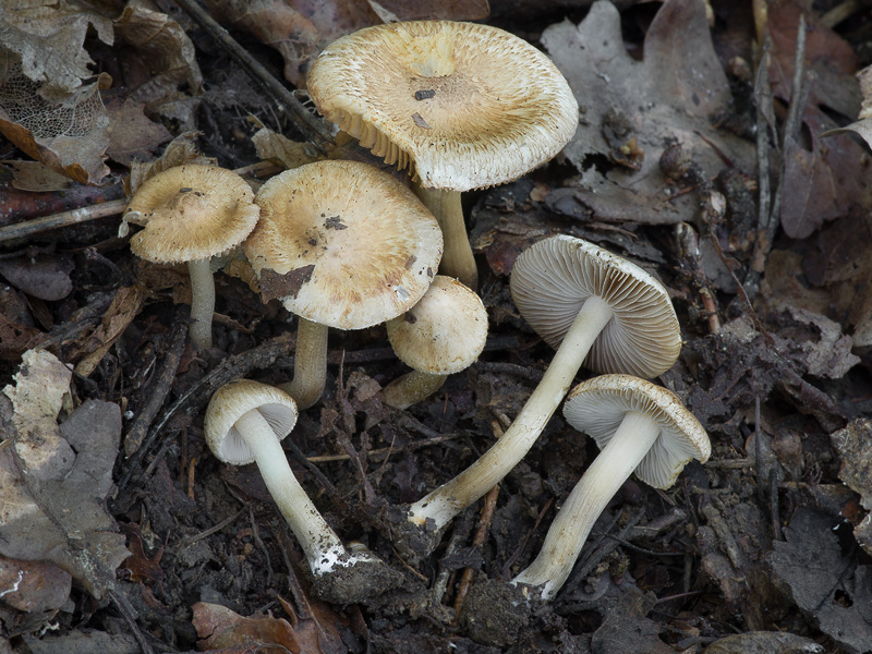 Inocybe tenebrosa